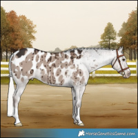 Horse Color:Liver Red Dun Mushroom Appaloosa Brindle