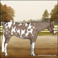 Horse Color:Liver Red Dun Mushroom Near Leopard Brindle 