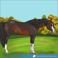 Horse Color:Brown 