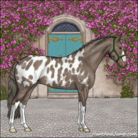 Horse Color:Liver Red Dun Mushroom Appaloosa Brindle 