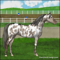 Horse Color:Liver Red Dun Mushroom Appaloosa Brindle 