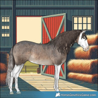 Horse Color:Brown Dun Splash Varnish Brindle 