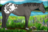 Horse Color:Grullo Appaloosa Brindle 