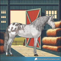 Horse Color:Platinum Bay Dun Appaloosa Brindle 