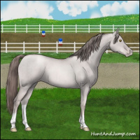 Horse Color:Platinum Liver Red Dun Pearl Appaloosa Brindle 