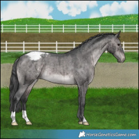 Horse Color:Platinum Brown Dun Appaloosa Brindle 