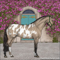 Horse Color:Bay Dun Appaloosa Brindle 
