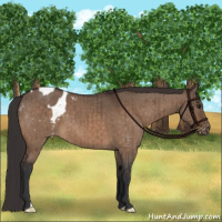 Horse Color:Brown Dun Appaloosa Brindle 
