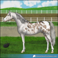 Horse Color:Liver Red Dun Mushroom Appaloosa Brindle 