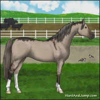 Horse Color:Liver Red Dun Mushroom 