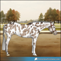 Horse Color:Liver Red Dun Mushroom Appaloosa Brindle