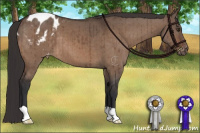 Horse Color:Brown Dun Appaloosa Brindle