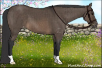 Horse Color:Brown Dun Appaloosa Brindle 