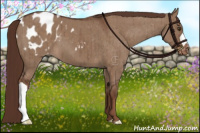Horse Color:Liver Red Dun Appaloosa Brindle 