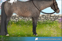 Horse Color:Brown Dun Appaloosa Brindle