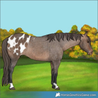 Horse Color:Bay Dun Appaloosa Brindle 