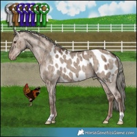 Horse Color:Liver Red Dun Mushroom Appaloosa Brindle