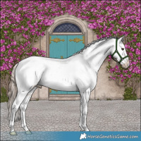 Horse Color:Liver Red Dun Appaloosa Brindle 