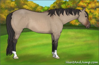 Horse Color:Brown Dun Appaloosa 