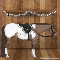 Horse Color:Liver Red Dun Appaloosa Brindle 