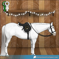 Horse Color:Liver Red Dun Appaloosa 