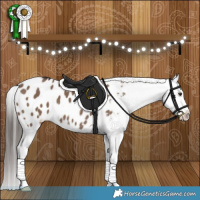 Horse Color:Liver Red Dun Appaloosa 