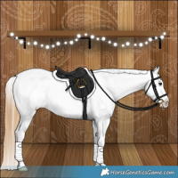 Horse Color:Buckskin Dun Appaloosa Brindle 