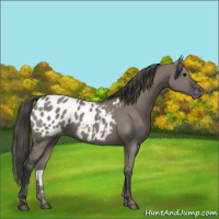Horse Color:Grullo Appaloosa 