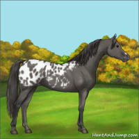 Horse Color:Grullo Appaloosa 
