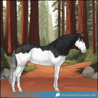 Horse Color:Brown Splash 