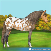 Horse Color:Buckskin Appaloosa