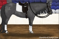 Horse Color:Blue Roan 