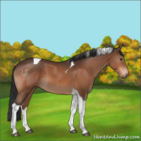 Horse Color:Brown Tobiano 
