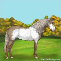 Horse Color:Chocolate Palomino Roan Frame 