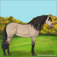 Horse Color:Bay Dun 
