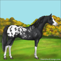 Horse Color:Black Splash Appaloosa 