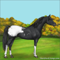 Horse Color:Black Appaloosa 