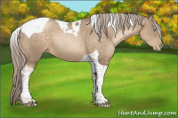 Horse Color:Chocolate Palomino Pearl Tobiano 