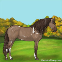Horse Color:White Spotted Liver Red Dun 