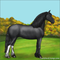 Horse Color:Black Rabicano 