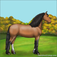 Horse Color:Bay Rabicano 