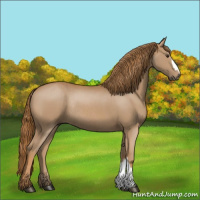 Horse Color:Chestnut Rabicano