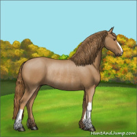 Horse Color:Chestnut Rabicano 