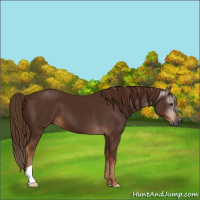 Horse Color:Gray Chestnut 