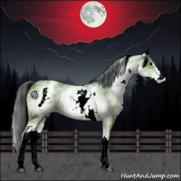 Horse Color:White Spotted Grullo Sabino 