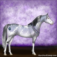 Horse Color:White Spotted Brown Chinchilla Onyx Sabino Rabicano 