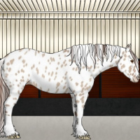 Horse Color:Classic Champagne Dun Appaloosa
