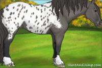 Horse Color:Grullo Appaloosa 