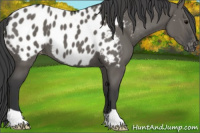 Horse Color:Grullo Near Leopard 