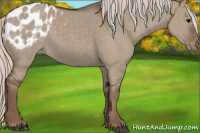 Horse Color:Silver Grullo Appaloosa